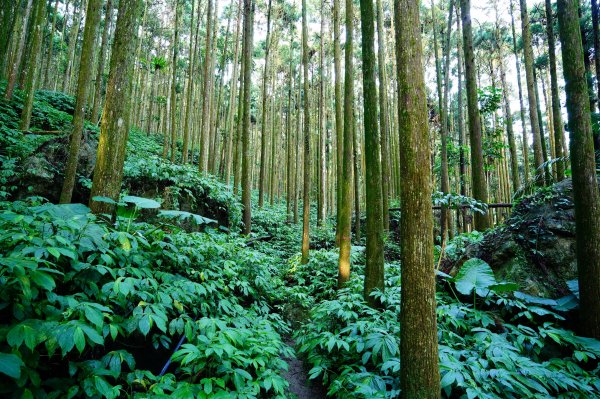苗栗 南庄 光天高山、向天湖山3073671
