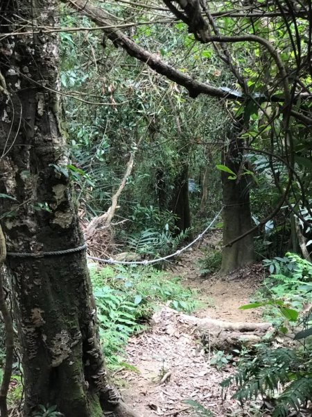獅頭山、猿山、獅尾山三連走525964