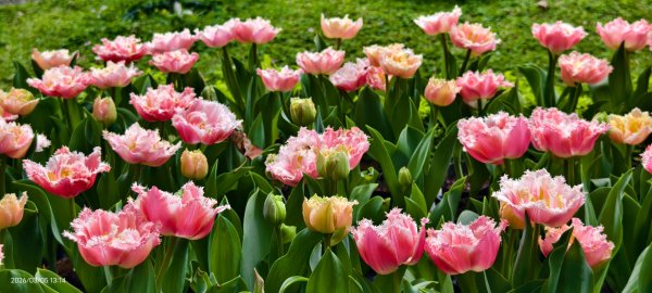 #士林官邸 #鬱金香 #碧山巖 #椿寒櫻 #國父紀念館 #八重櫻 3/5 #三層崎 #嗄嘮別 3/63010408