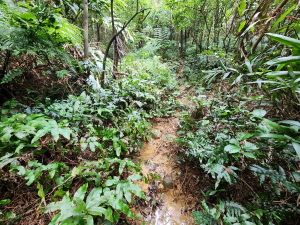 20241229界寮縱走下汐止2721708