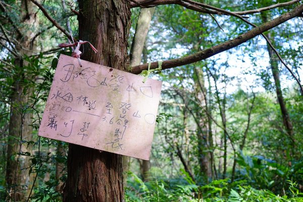 新竹關西鎮 水田林道之貴妃&那結山連走1539673