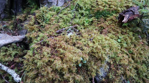 雪山主東峰登山健行趣(百岳02號＆74號)1882562