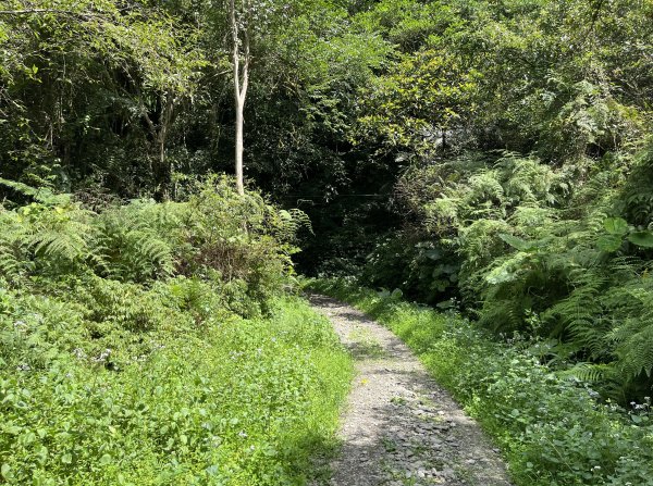 2025_0713 松羅步道2836700