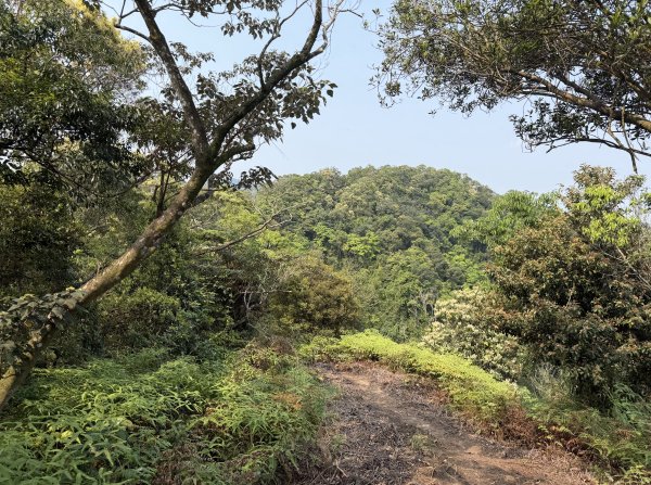 [微笑山線_第八段] 2026_0411 二格山系_炙子頭山3035088