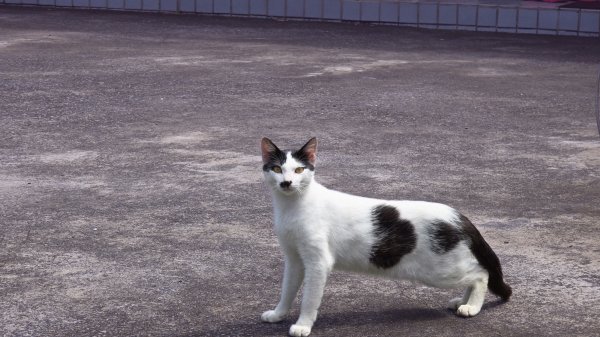 陽明山冷門好走步道平溪步道，欣賞石斛蘭瀑布不用去南部，無敵展望鵝尾山水田，涼爽好走狗殷勤古道。2784861