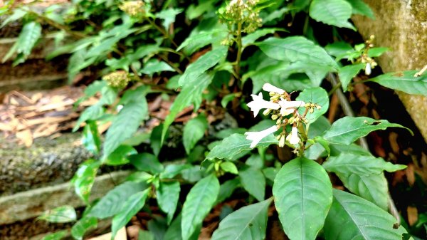 小百岳關刀山889m+銅鑼杭菊1924042