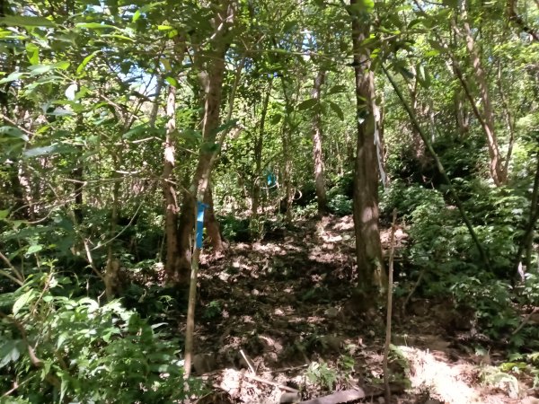 雙溪區中坑東山去回+林厝前荷花2877647