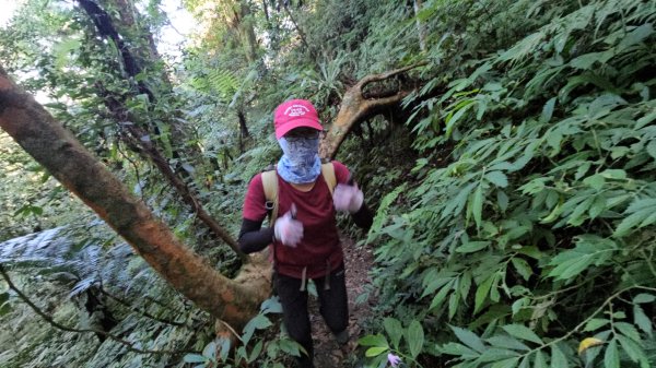 復興三尖老么之那結山1520m(嘎色鬧上)全紀錄2915481