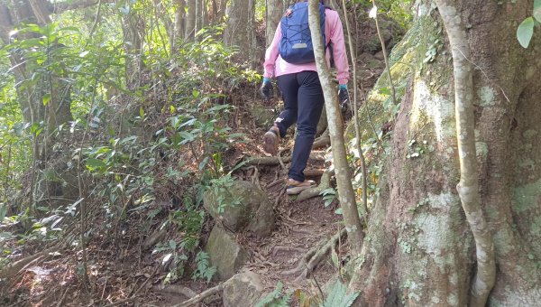(姨婆趴趴走)第四十六集:新竹關西赤柯山及南峰、東西獅頭山、馬福山環狀縱走2685740