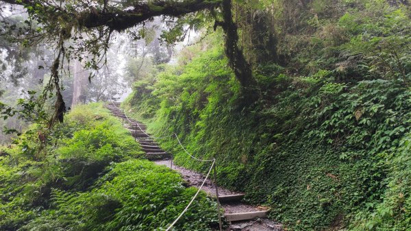 檜山巨木森林步道1779506