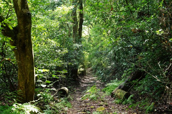 苗栗 三義 枕頭山、南片山2801762