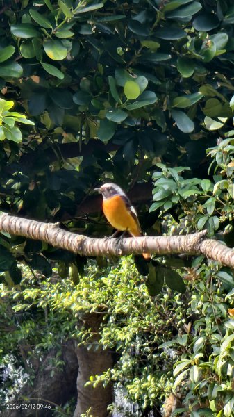 #河津櫻 #八重櫻 #山櫻花 #黃尾鴝 #綠繡眼 #夕陽 2/122997665