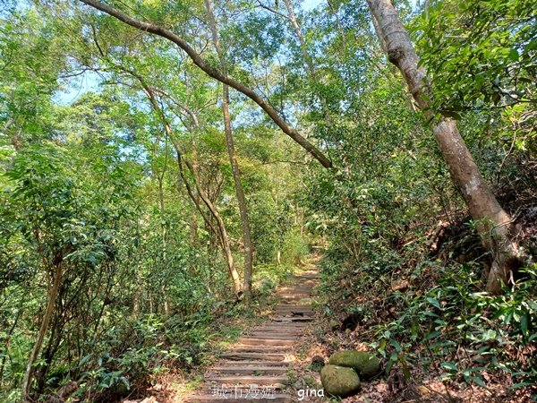 【苗栗三義】天晴踏青趣。 四月雪 小徑x慈濟山x三義山x新月梧桐三義館2545854