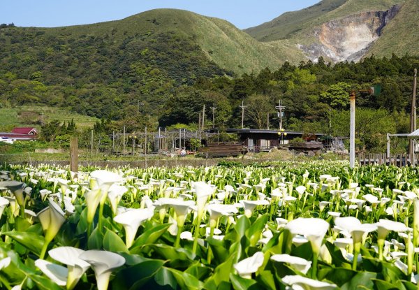 【新聞】竹湖馬蹄染春色 純淨海芋捎幸福