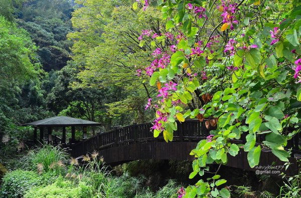 【台中】假日輕鬆走--潭子區新田登山步道-聚興山-大胡山O形