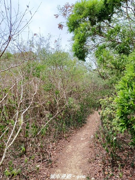 【屏東恆春】墾丁半島最高峰。 小百岳集起來。 編號81小百岳-大山母山步道1722624