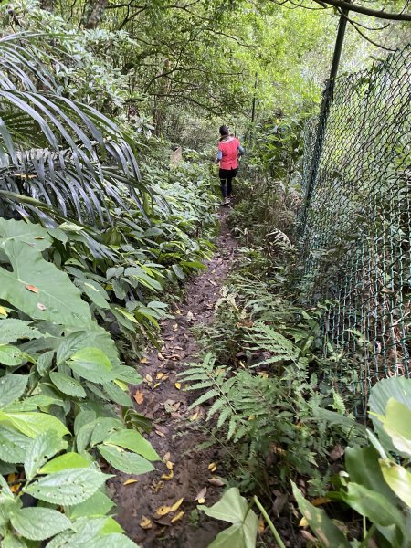 20250706-EP.08四寮溪生態步道-2025森遊竹縣皮皮獅探險隊2851859