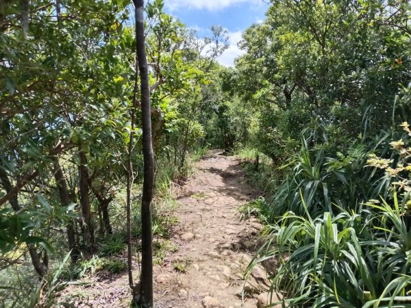 平溪區慈恩嶺+慈母峰探找艷紅鹿子百合花影2870246