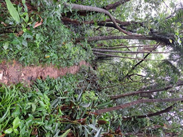 小百岳集起來劍潭親山步道3103146