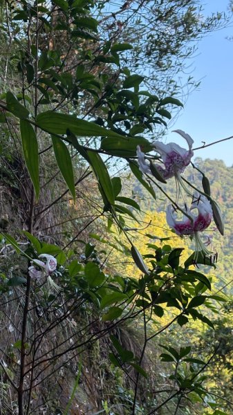 石壁上的花3106913
