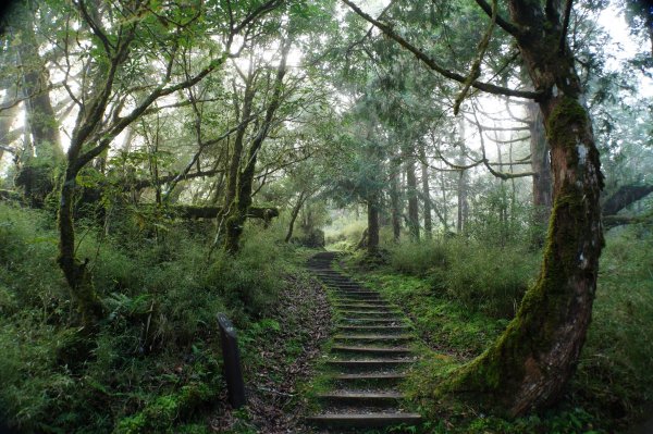 宜蘭 大同 望洋山、翠峰湖步道、山毛櫸步道2880724