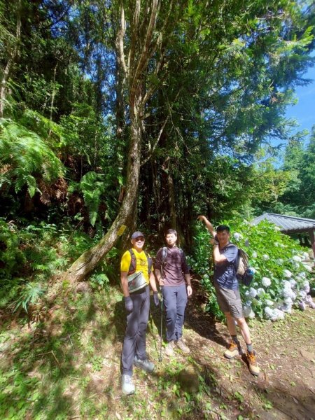 鹿屈山-杉林溪賞花趣2816494