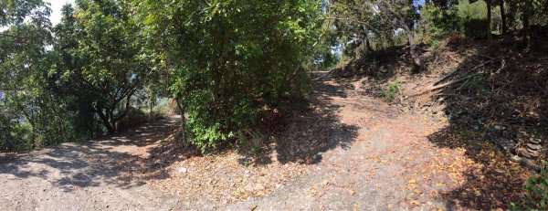 20220305高雄望頭山1633590