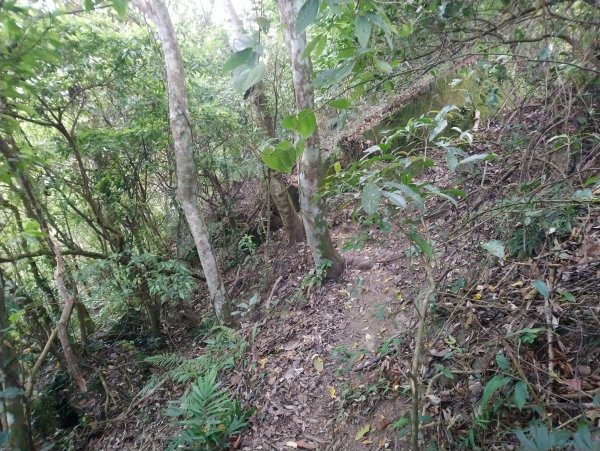 暗影山 小百岳 三等三角點4181690862