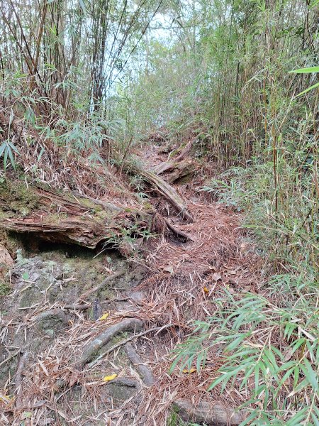 觀霧之榛山O型202411232653922