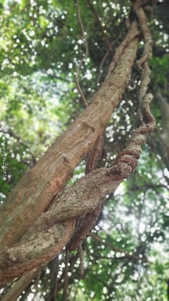 《新竹》青青石階｜娥眉藤坪步道及萬佛庵步道202509132883884