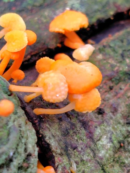 矢場谷山連走勃子山2804969