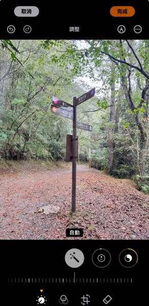 觀霧瀑布 賞鳥步道2926789