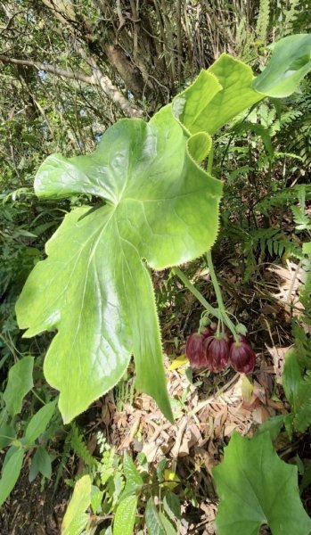大屯西南稜-上大屯尋找八角蓮採野🥬-貴子坑連走六峰2756169