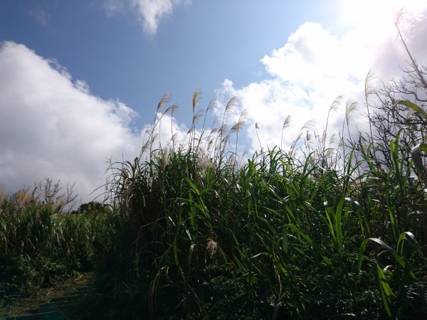 泰安瀑布-姜子寮山步道821761