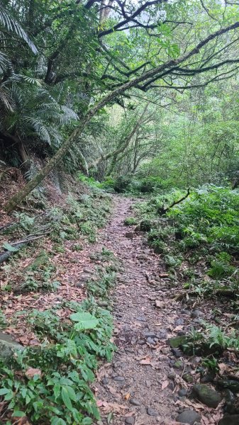 2025-01232淡蘭古道北二段(燦光寮古道到澳底)2696560