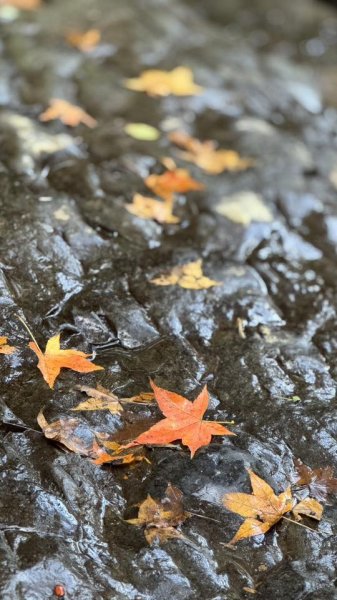 20260117三峽雲森瀑布2990319