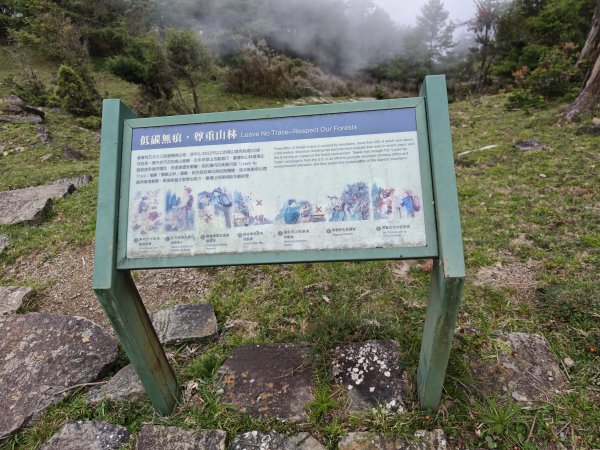 [山海圳_聖山之路_第二段2/4] 2026_0802 星鴉（台灣亞種）3109200