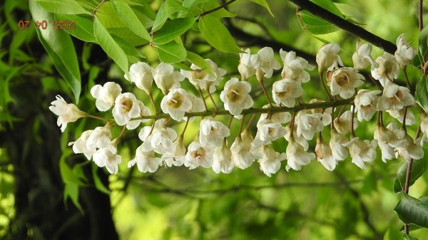 五色鳥和鐘萼木&夕陽晚霞 4/202766533