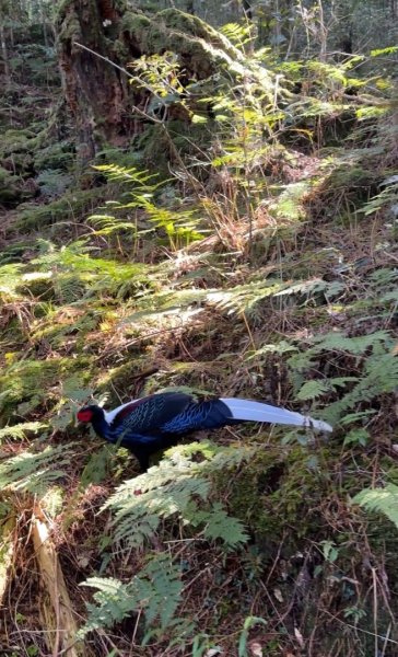 鳶嘴稍來步道賞楓季 ，大雪山門票優惠到12/31！2969595