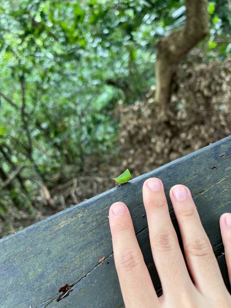 2025/7/23觀音山硬漢嶺2844607