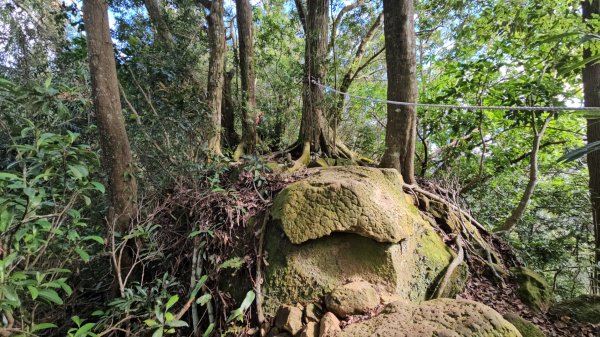 20251229石龜坑山上白石山下白石埤O走+阿姆坪2976674