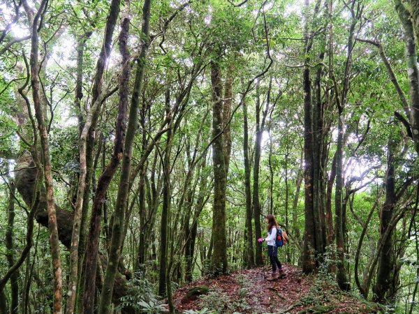 李棟山 大混山縱走1111615