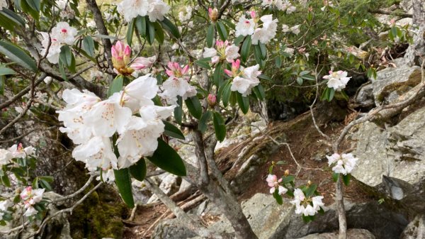 玉山前峰。石瀑大餐吃飽吃滿1482891