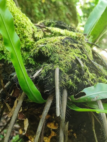微笑山線五分山系菁桐-平溪-望古2881223