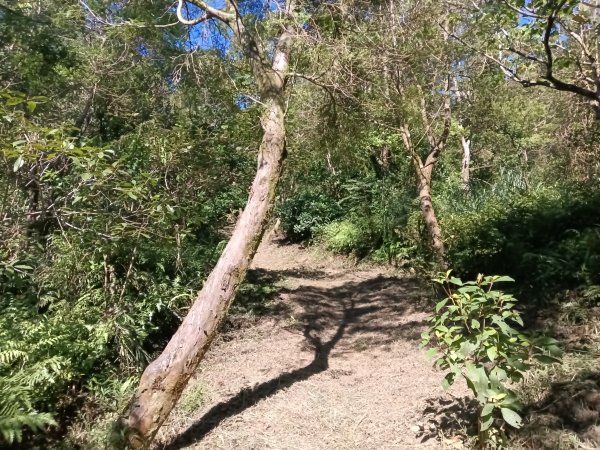 雙溪區豹子廚越嶺保甲路2877009