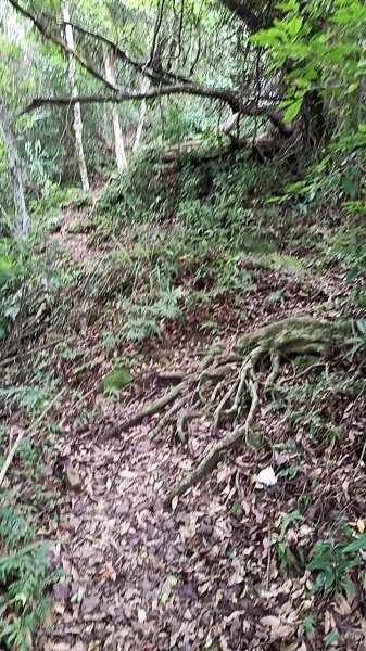 20250531 新竹關西 赤柯山及東獅頭山 O型2801096