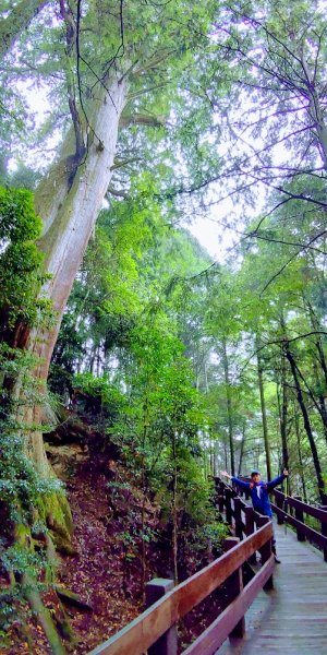 【新竹】觀霧迷幻森林：檜山巨木群步道1111872