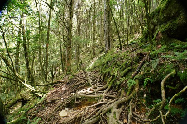 台中 和平 南松鶴山、八仙山、東松鶴山2877964