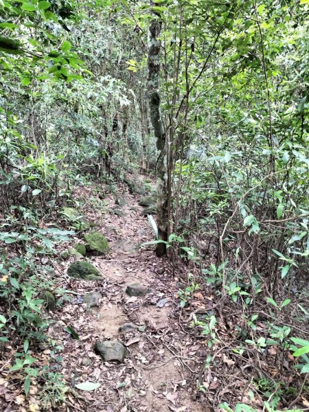 關西赤柯山、東獅頭山步道2262828