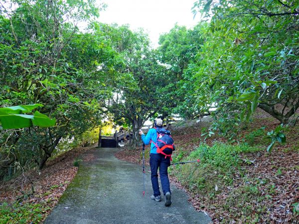 2017台中國際花毯節楓仔林草嶺觀景步道231085